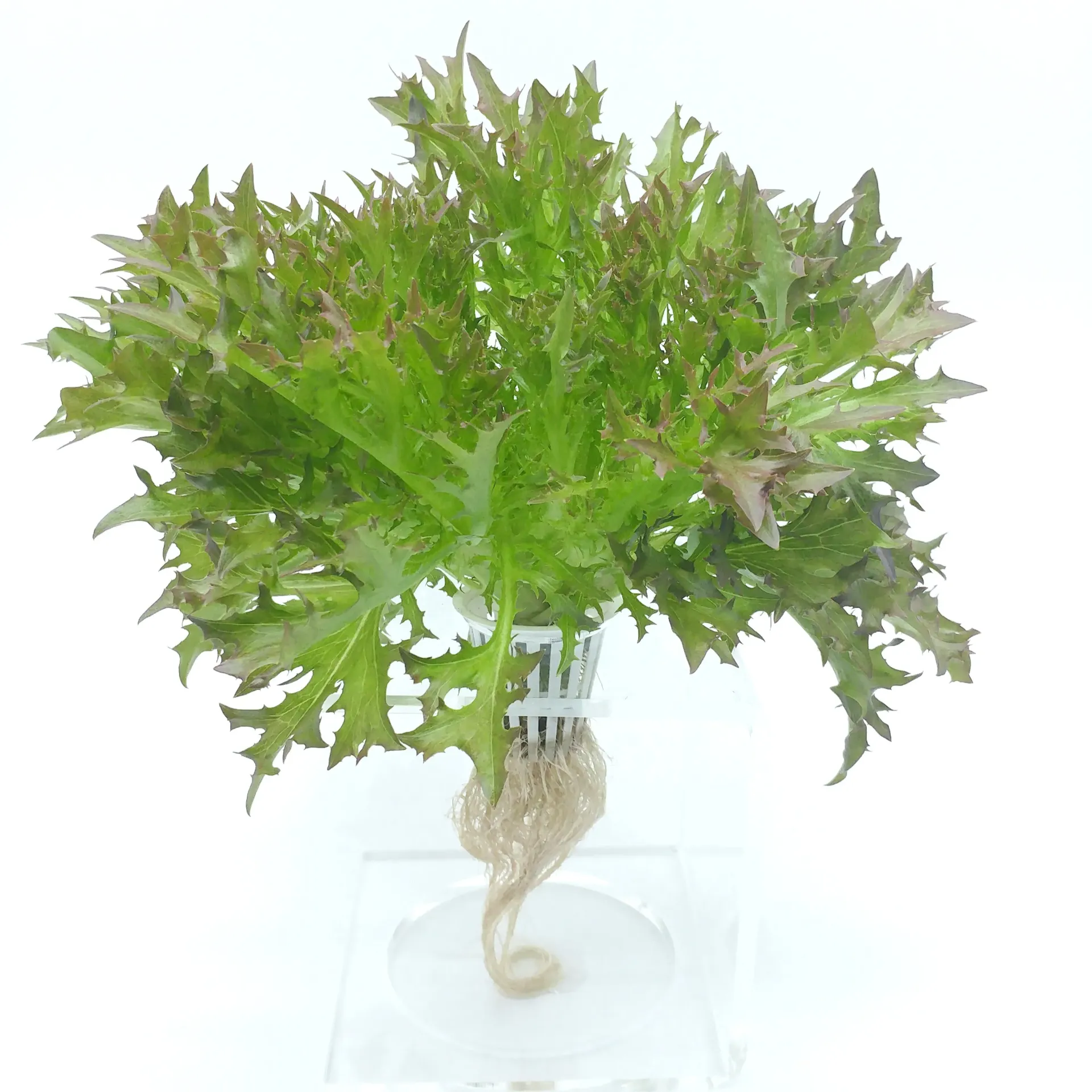 紅尖葉/紅火焰生菜 Salanova Red Incised lettuce