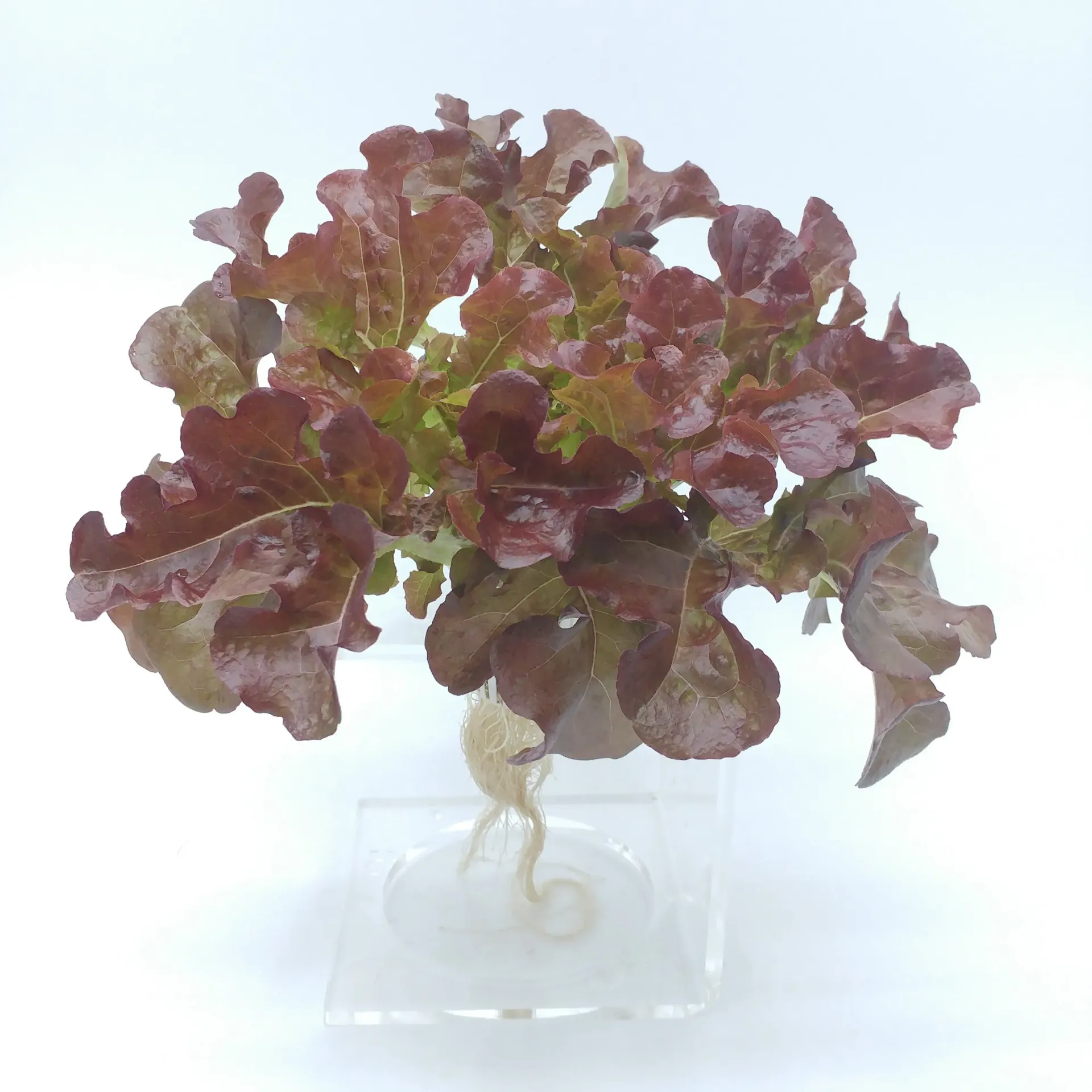 [TFL-ROL-RT] 紅橡葉生菜 Red Oakleaf Lettuce