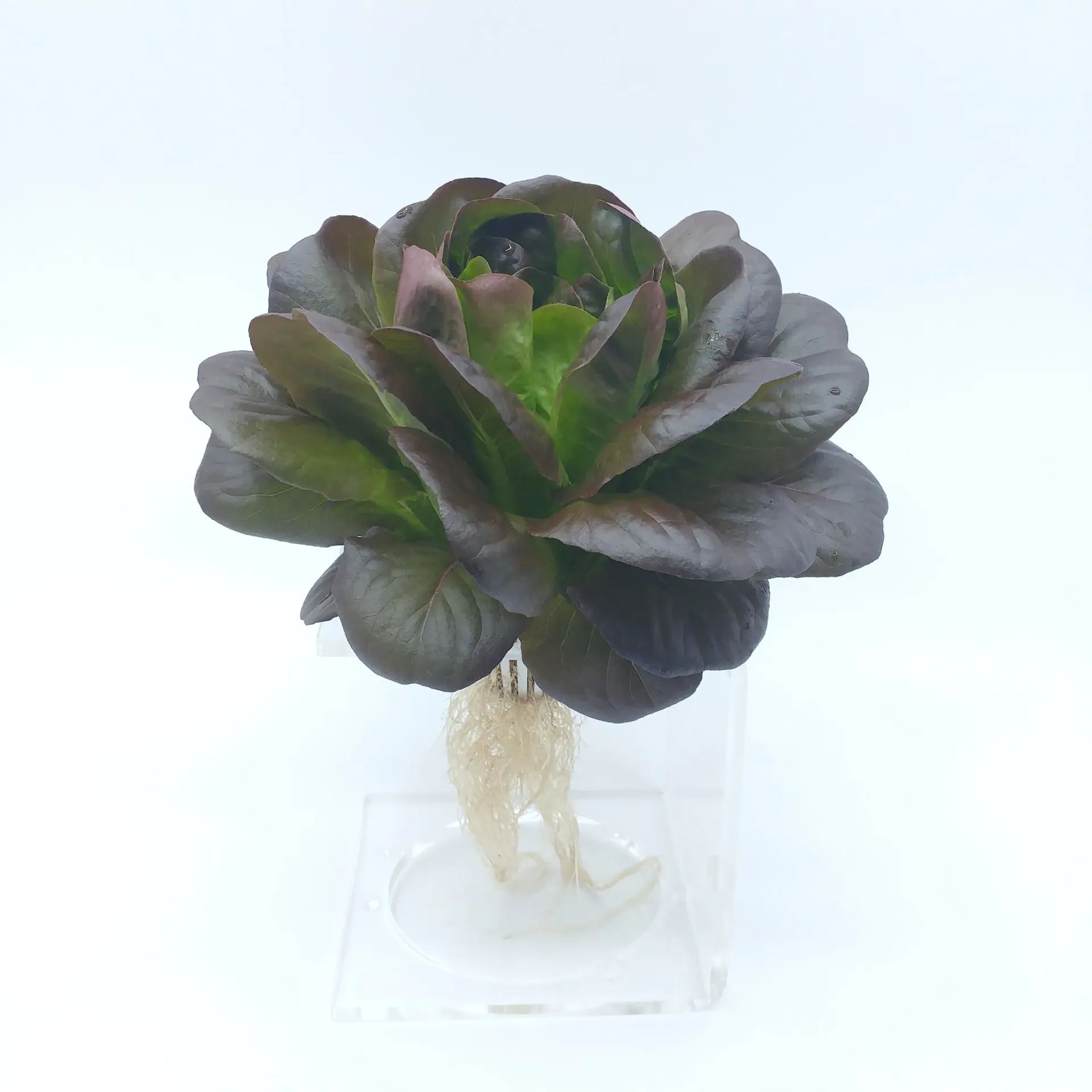 紅牛油生菜 Red Butter Lettuce