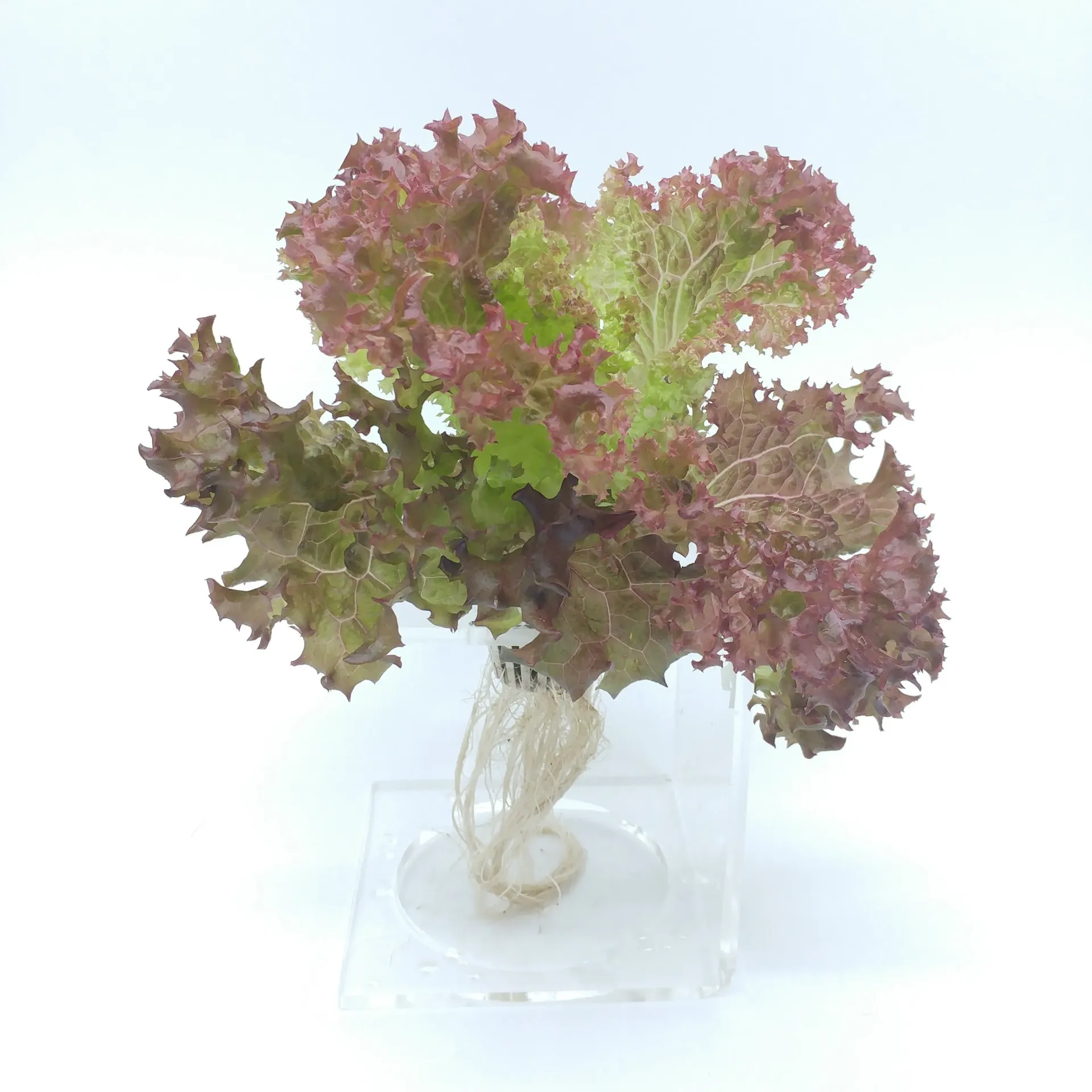 紅珊瑚生菜 Red Coral Lettuce