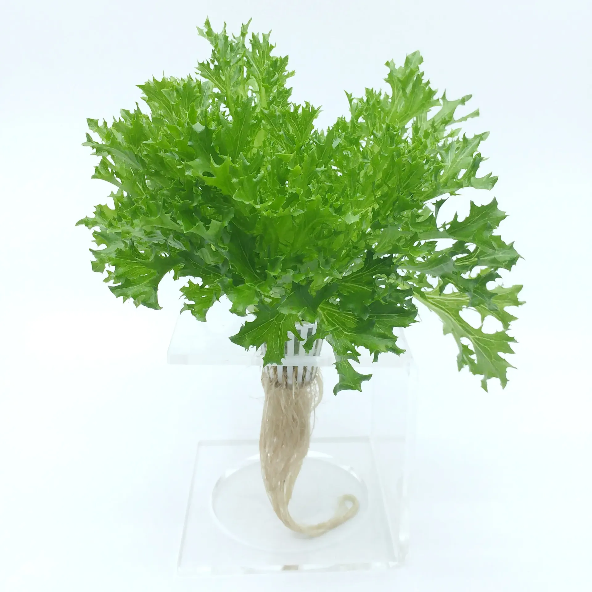 綠尖葉/綠火焰 Salanova Green Incised
