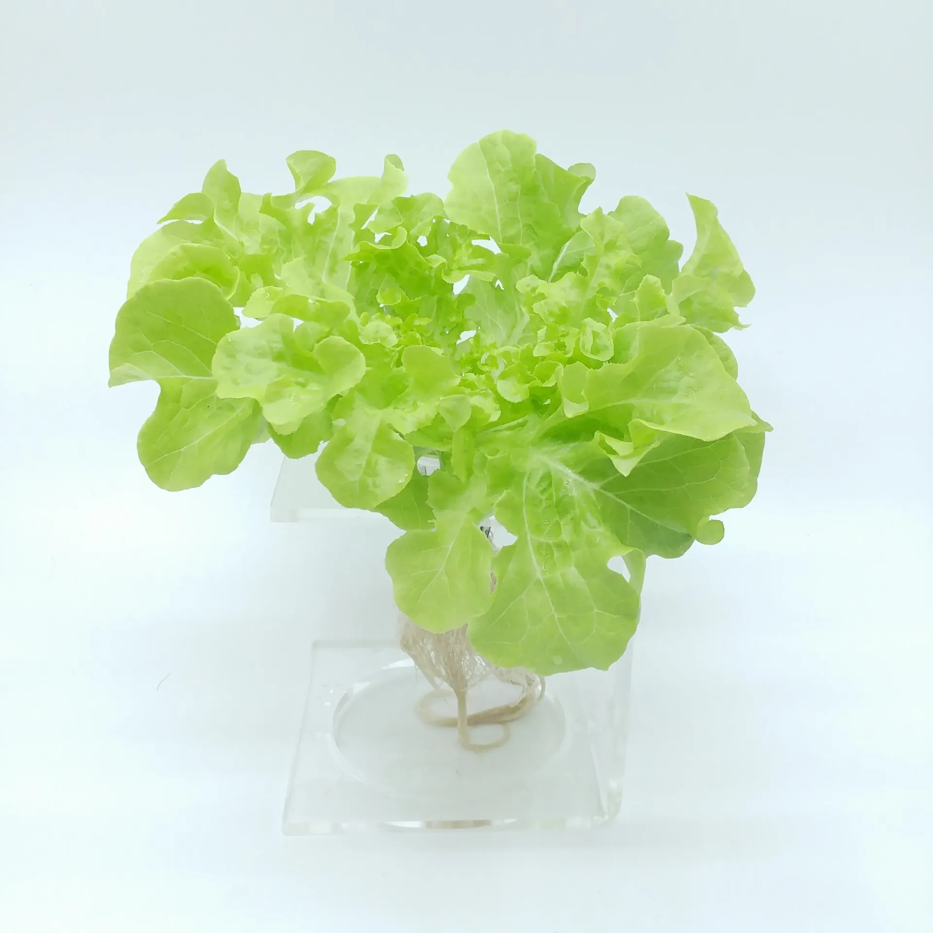 [TFL-GOL-RT] 綠橡葉生菜 Green Oakleaf Lettuce