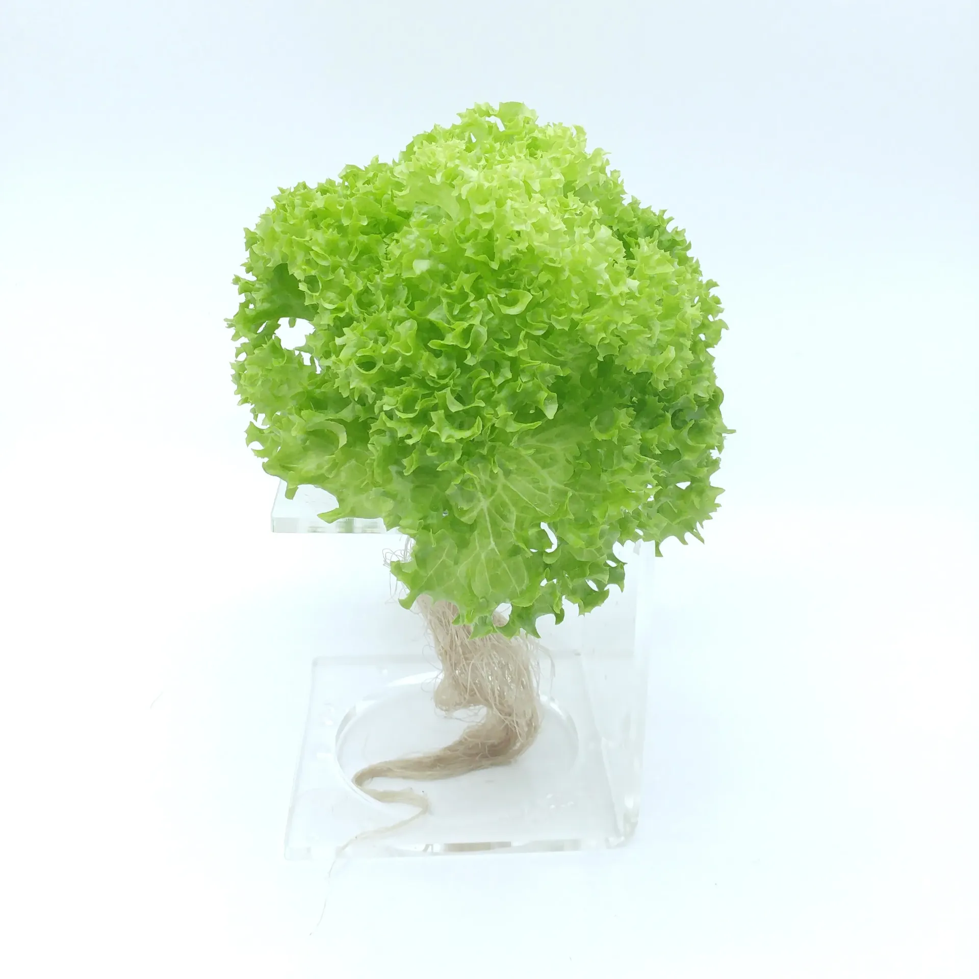 [TFL-GCL-RT] 綠珊瑚生菜 Green Coral Lettuce
