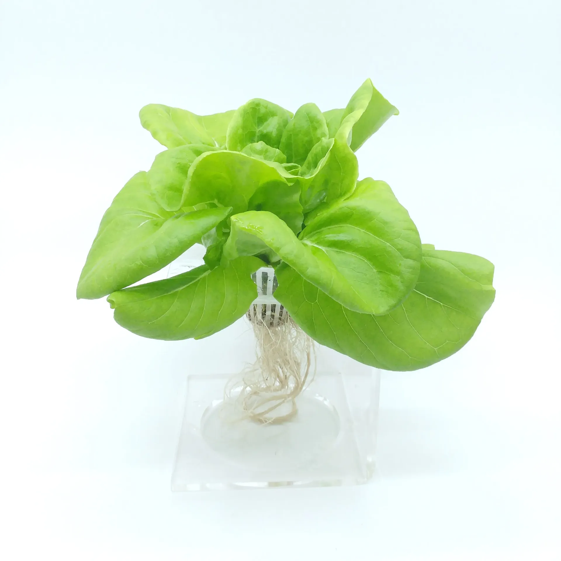 [TFL-GBL-RT] 綠牛油生菜 Green Butter Lettuce