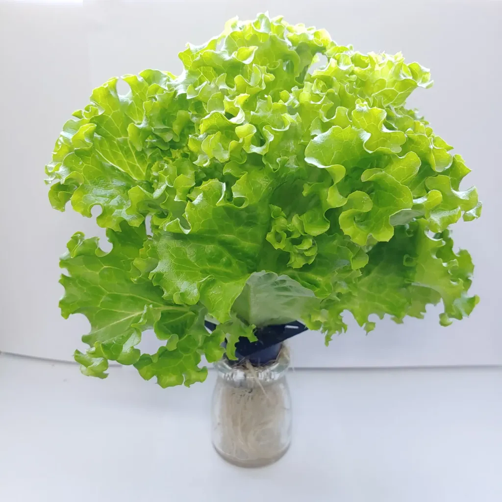 [TFL-GBA-RT] 大葉綠珊瑚生菜/綠花葉 Green Batavia Lettuce
