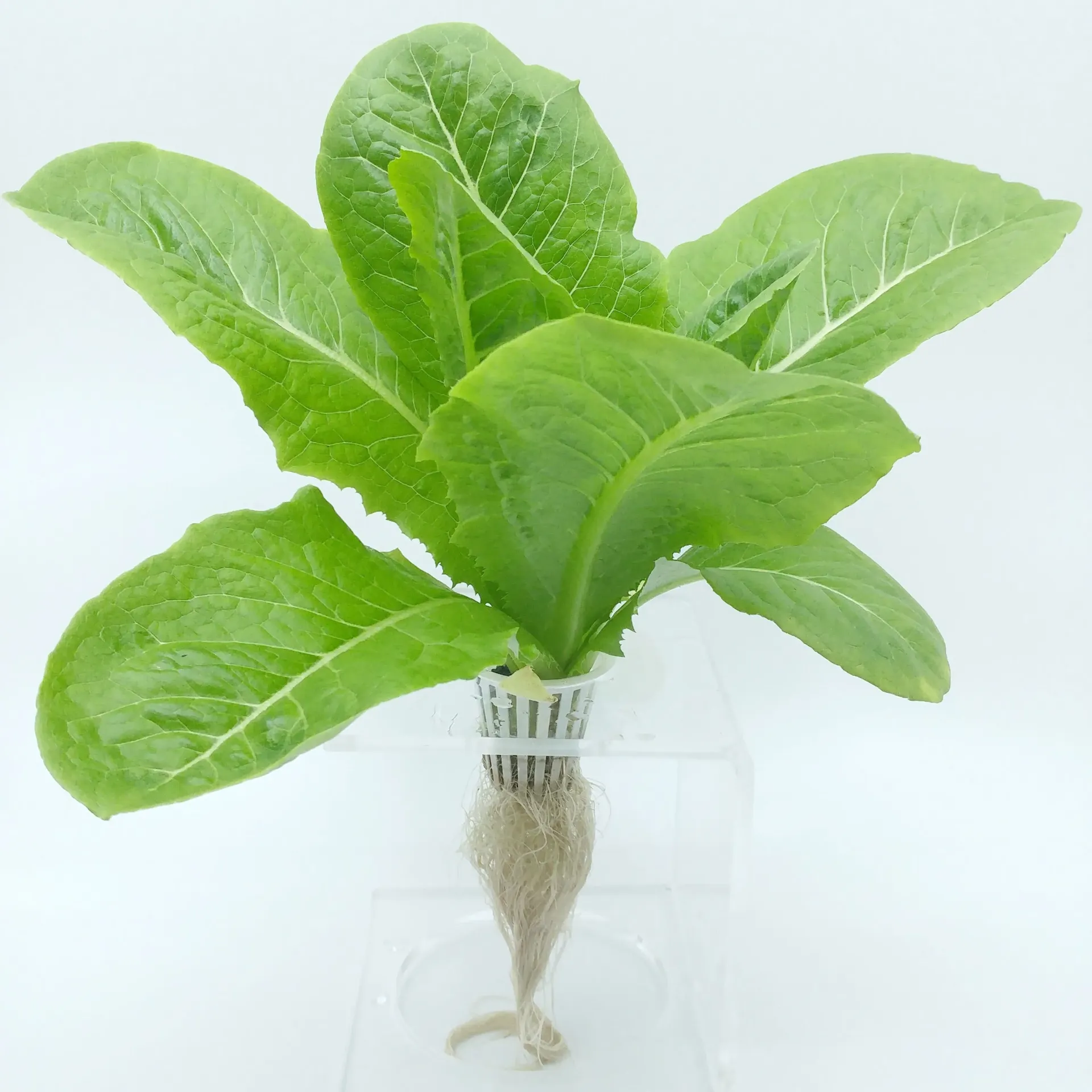 [TFL-ROM-RT] 羅馬生菜 Romaine Lettuce