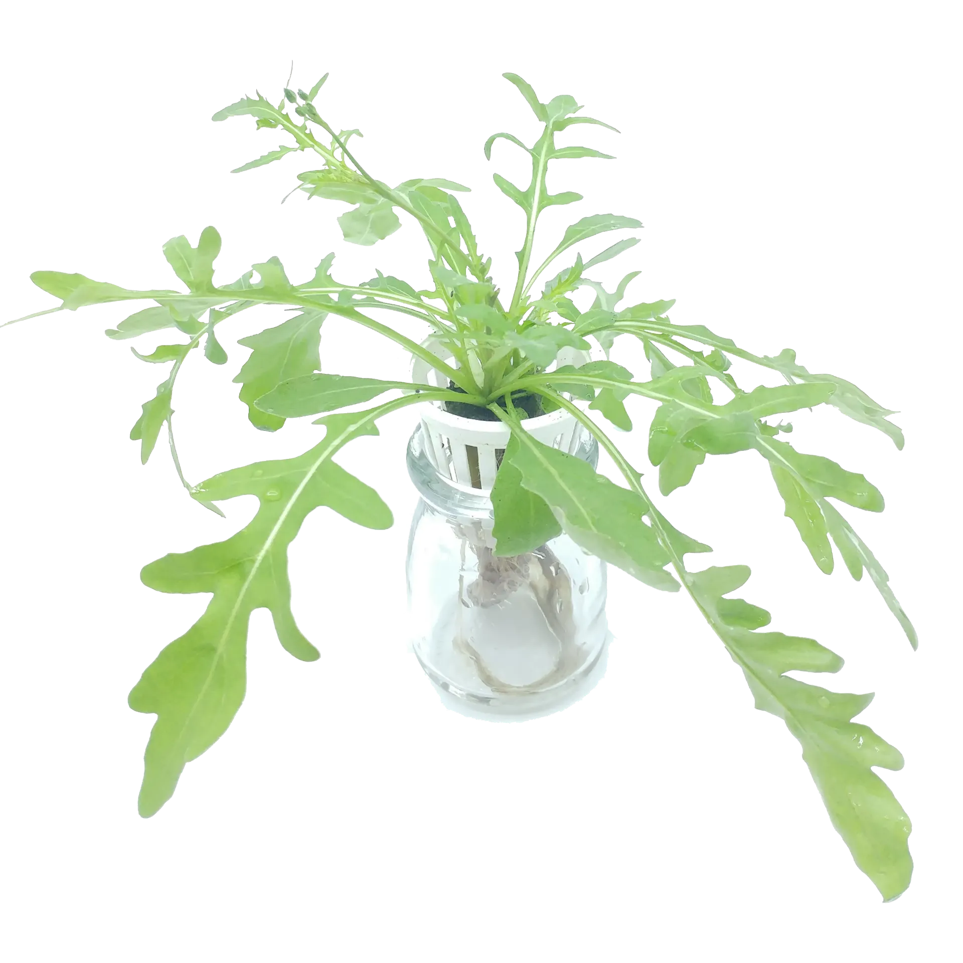 [TFL-ARG-RT] 野生火箭菜 Arugula / Rocket